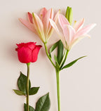Magnificent Pink Rose & Lily Bouquet
