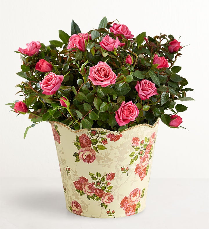 Classic Budding Rose