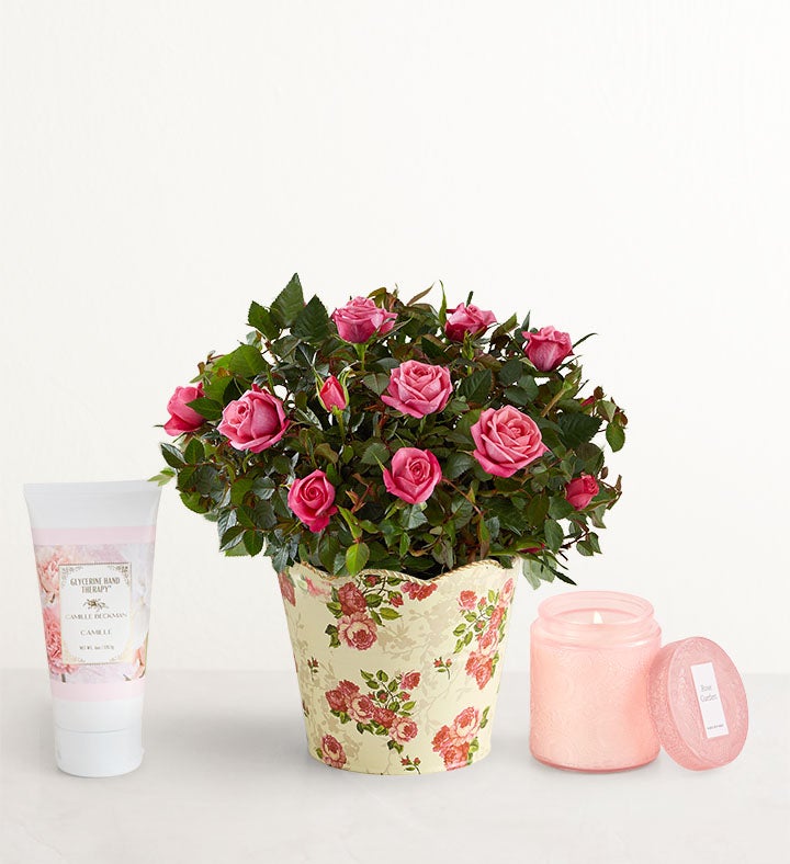 Classic Budding Rose