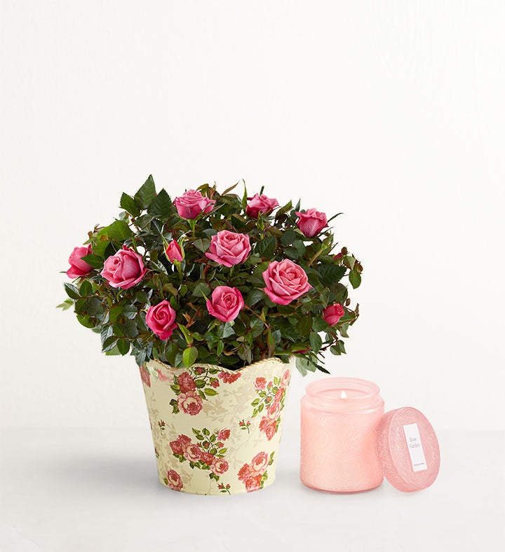 Classic Budding Rose