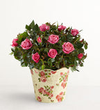 Classic Budding Rose