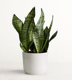Snake Plant (Sansevieria)