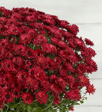 Harvest Outdoor Mum