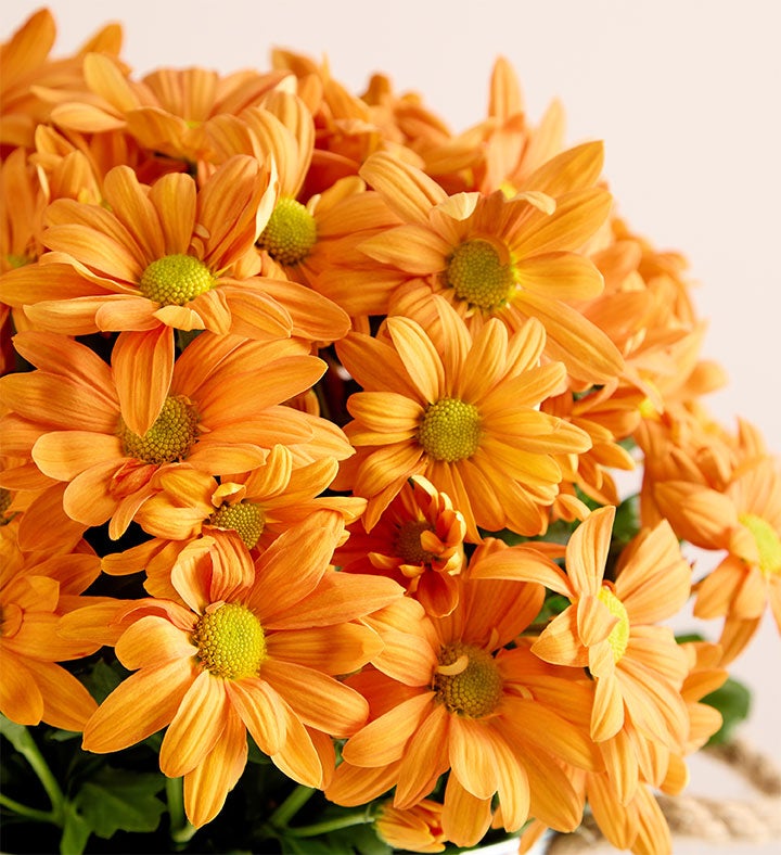 Pumpkin Patch Mum