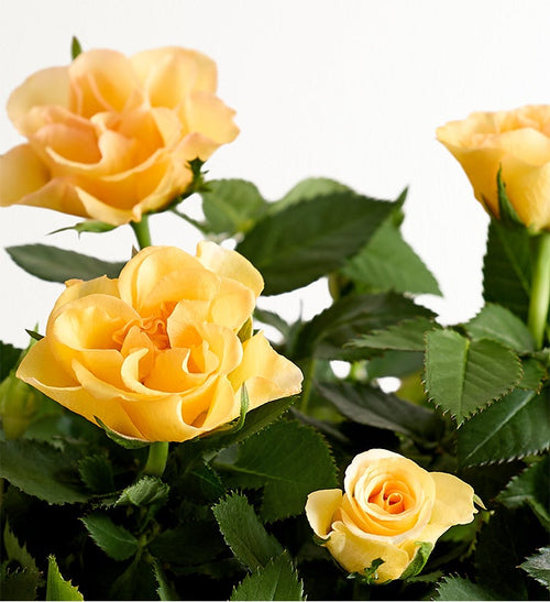 Autumn Acorn Rose