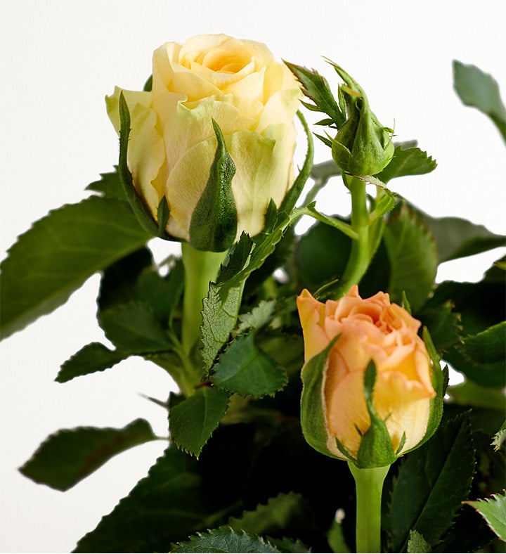 Autumn Acorn Rose