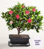 Azalea Bonsai