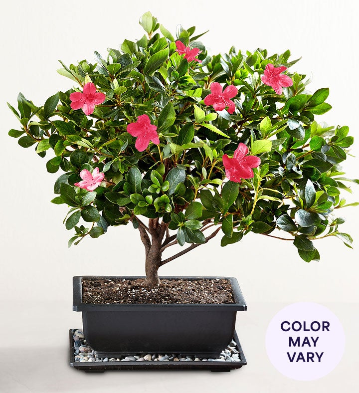 Azalea Bonsai