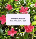 Azalea Bonsai