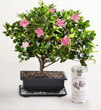 Azalea Bonsai