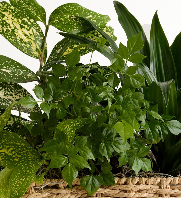 Botanical Dish Garden