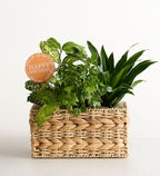 Botanical Dish Garden