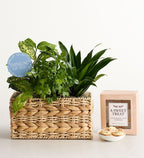 Botanical Dish Garden