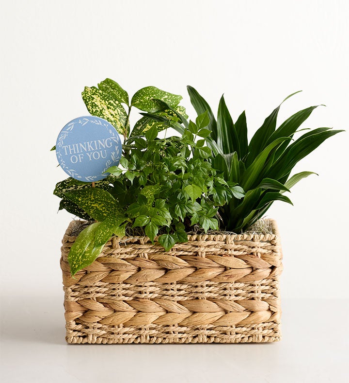 Botanical Dish Garden