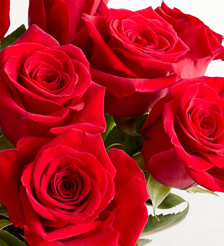 Two Dozen Red Roses