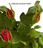 Classic Budding Rose